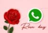 Send Rose Day sticker